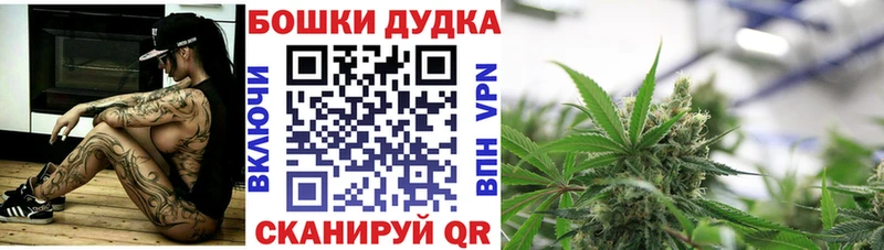 Каннабис сатива Абакан